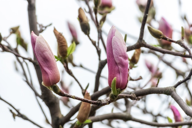 Fiori di magnolia rosa sull'albero sullo sfondo del cielo.