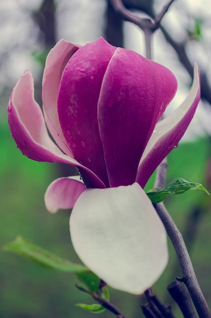 fiori di magnolia sui rami degli alberi