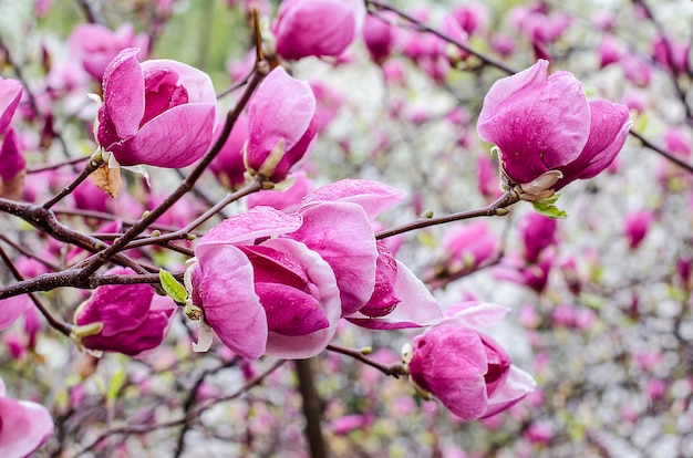 Fiori di magnolia viola