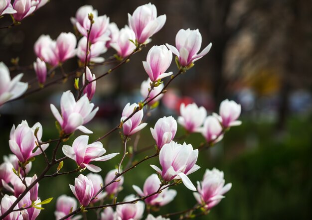 Fiori di magnolia