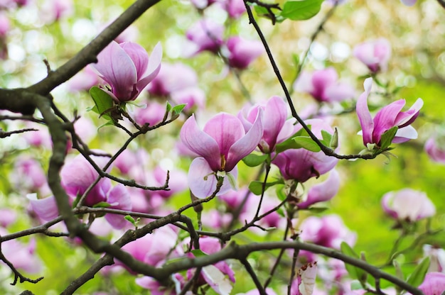 Fiori di magnolia