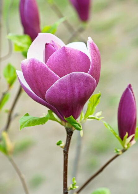 Fiori di magnolia