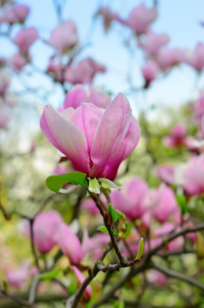 Fiori di magnolia