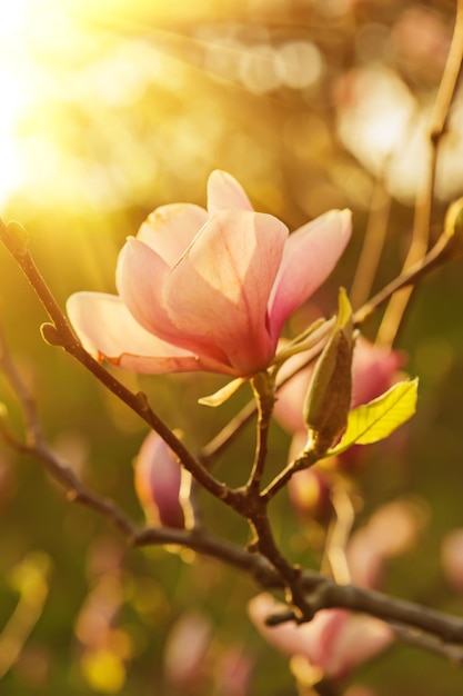 Fiori di magnolia