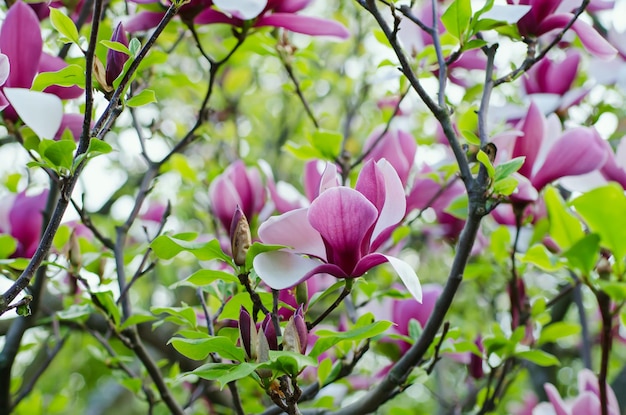 Fiori di magnolia