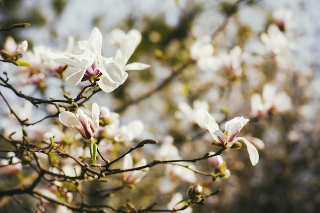 Fiori di magnolia