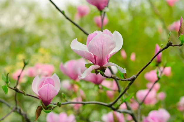 Fiori di magnolia