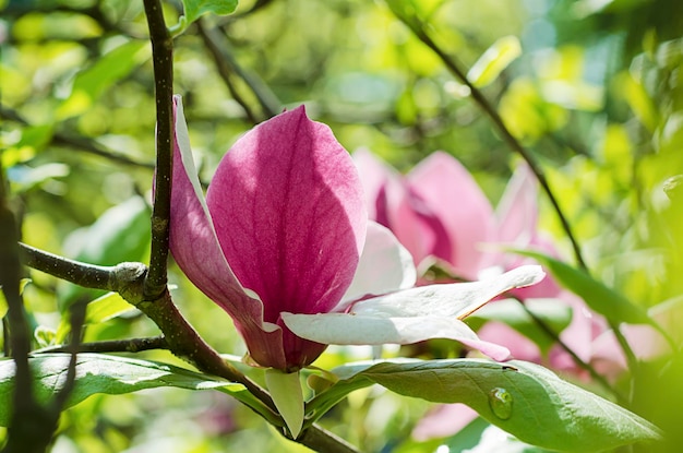 Fiori di magnolia