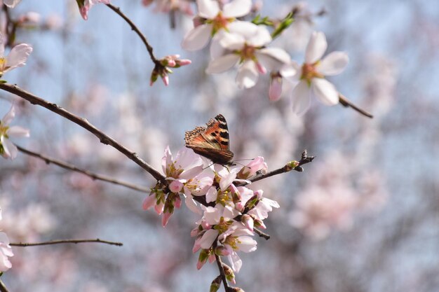 Fiori di mandorle in primavera in Kashmir