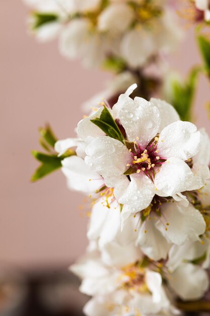 Fiori di mandorle primaverili fiori vivaci in piena fioritura