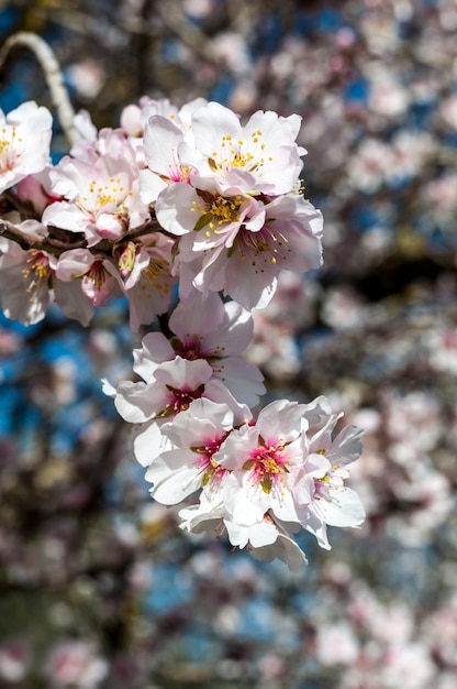 Fiori di mandorlo bianchi in primavera