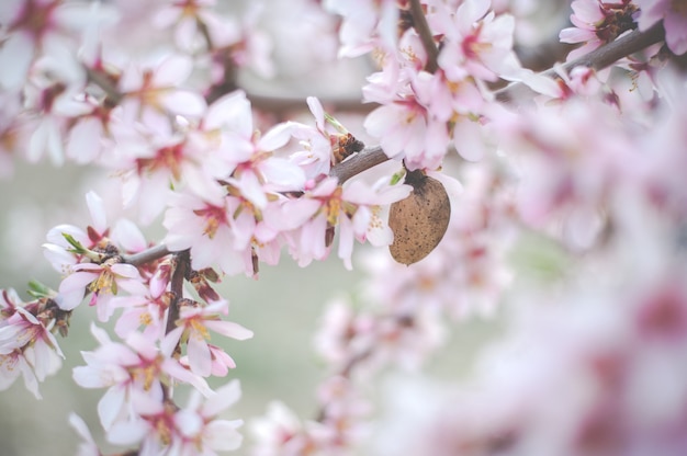 fiori di mandorlo con rami e noce di mandorla da vicino sfondo sfocato