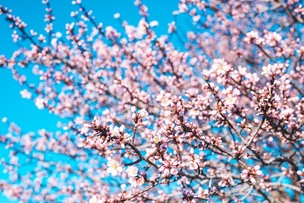 Fiori di mandorlo contro un cielo blu