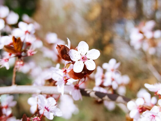 fiori di mandorlo in una giornata di sole in Germania alla fine di marzo