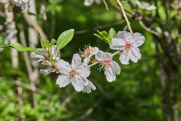 Fiori di mandorlo primo piano Rami fioriti di un mandorlo in un frutteto Prunus dulcis Prunus amygdalus fiore di mandorlo in fiore