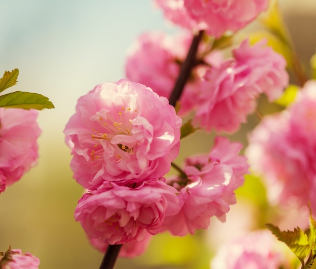 Fiori di mandorlo rosa