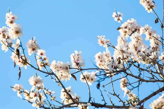 Fiori di mandorlo