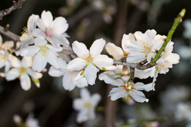 Fiori di mandorlo