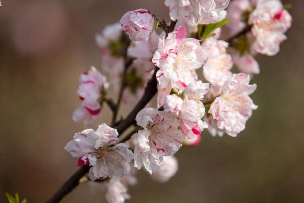 fiori di mandorlo