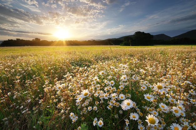 Fiori di margherita di primavera nel prato Bellissimi paesaggi