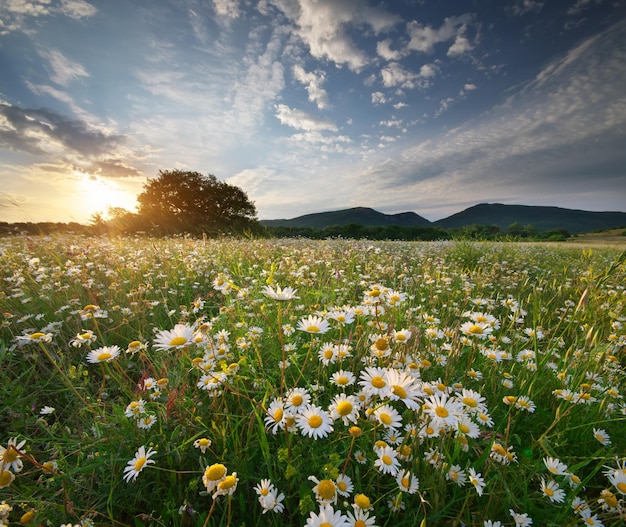 Fiori di margherita di primavera nel prato Bellissimi paesaggi