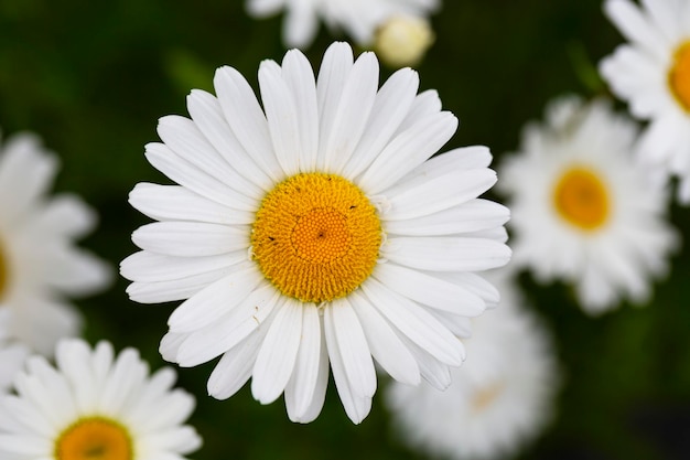 Fiori di margherite bianche e gialle su uno sfondo verde sfocato Matricaria chamomilla syn Matricalia recutita