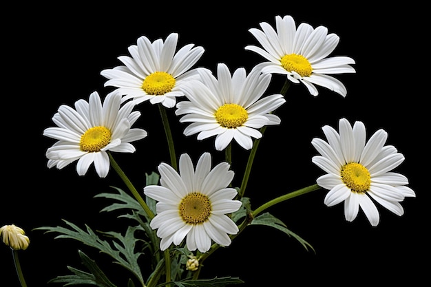 Fiori di margherite fotografati con un'ampia apertura per creare una bassa profondità di campo