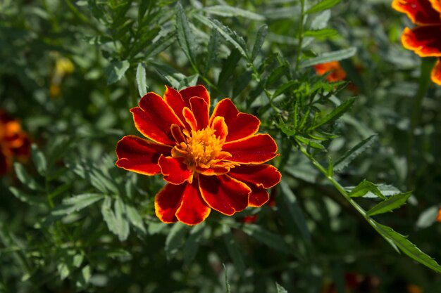 Fiori di marigold Tagetes garofano turco zafferano imeretiano in giardino