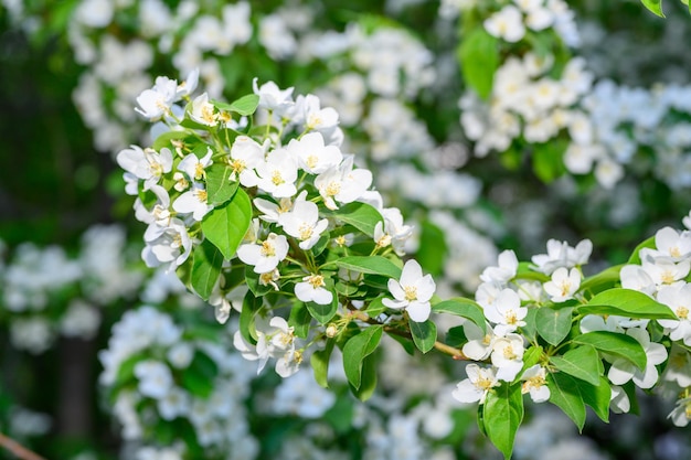 Fiori di mela bianchi bellissimi alberi di mele in fiore sfondo con fiori che sbocciano nel giorno di primavera b