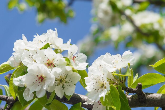 Fiori di mela con petali bianchi Fiori su sfondo sfocato con cielo blu Cartolina o carta da parati