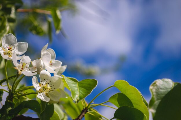 Fiori di mela da vicino con petali bianchi e foglie verdi su un ramo Sfondo di primavera