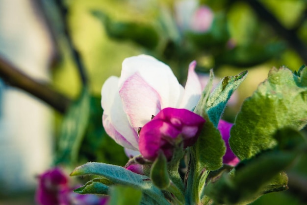 Fiori di mela rosa bellissimo sfondo primaverile