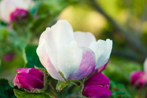 Fiori di mela rosa bellissimo sfondo primaverile