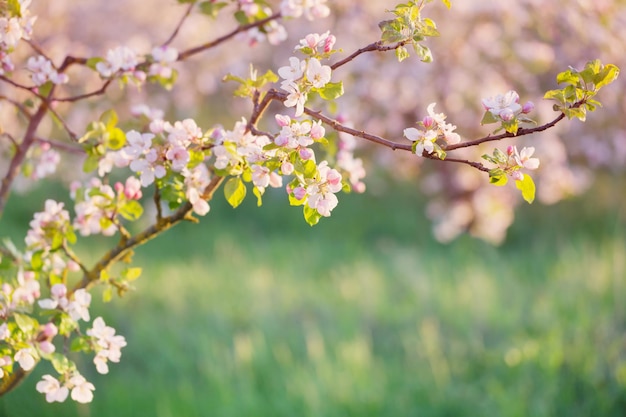 fiori di mela rosa e bianchi alla luce del sole all'aperto