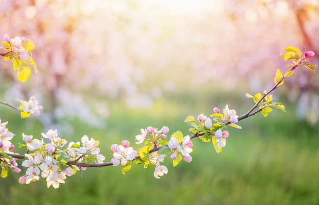 Fiori di mela rosa e bianchi alla luce del sole all'aperto