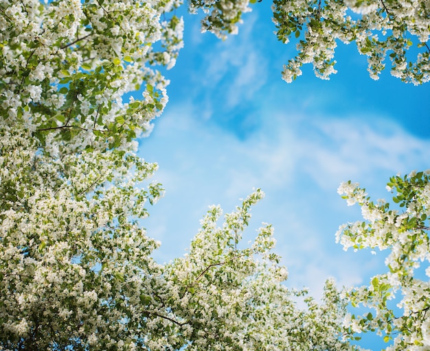 Fiori di mela su cielo blu.