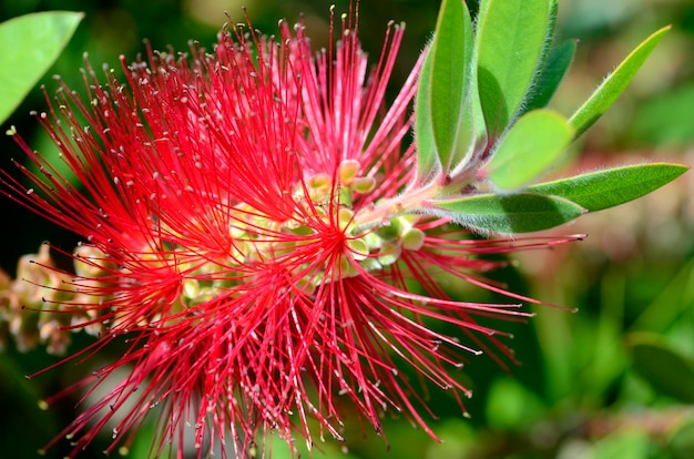 Fiori di Melaleuca citrina (o Callistemon citrinus), arbusto ornamentale originario dell'Australia