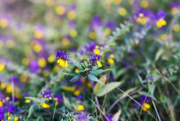 Fiori di Melampyrum nemorosum su un campo