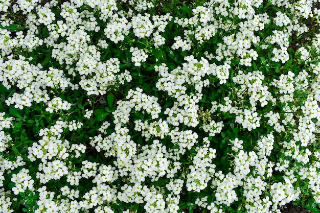 Fiori di melanzana fiori bianchi per la composizione del giorno dell'insegnante per il giorno dell'insegnante su sfondo verde