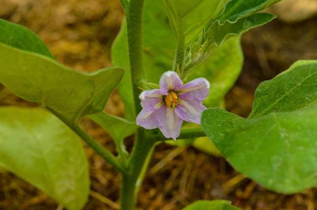 Fiori di melanzane in giardino