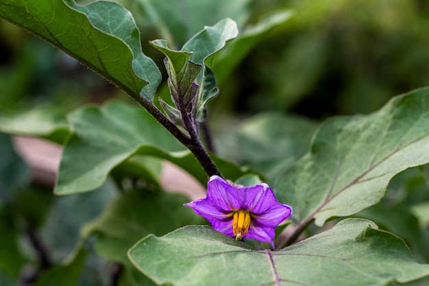 Fiori di melanzane selvatiche viola in fiore