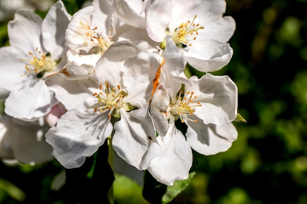 Fiori di melo al primo piano del sole.