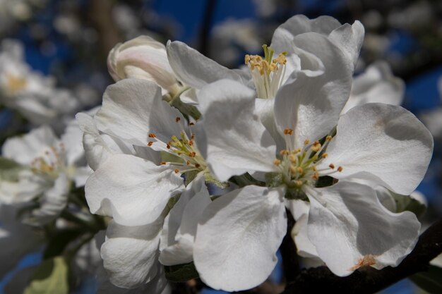Fiori di melo bianchi Colori primaverili della stagione primaverile Sfondo della carta da parati