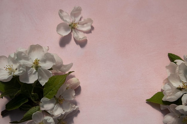 Fiori di melo bianchi su uno sfondo chiaro con un posto per il testo Colori primaverili della stagione primaverile Sfondo dello sfondo