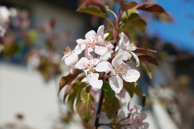 fiori di melo decorativo sfondo rudolf