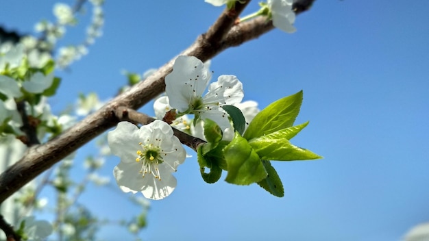 Fiori di melo, fiori bianchi