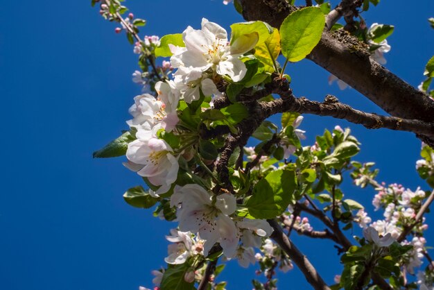 Fiori di melo Freschezza di primavera natura