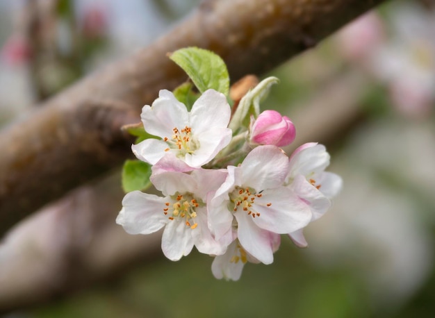 Fiori di melo Fuji al sole in primavera