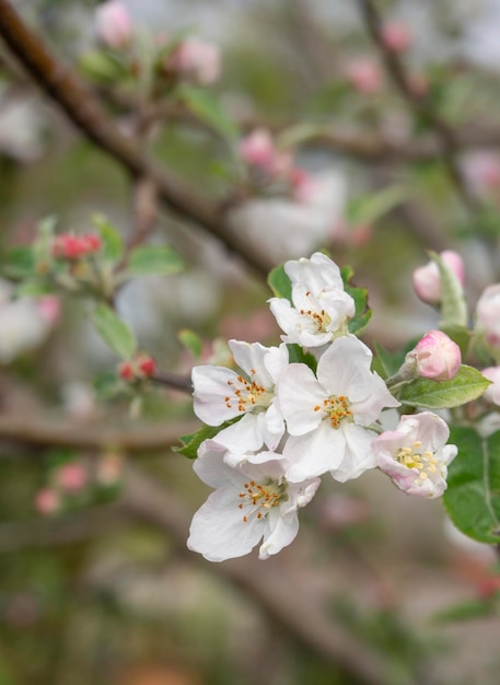 Fiori di melo Fuji al sole in primavera