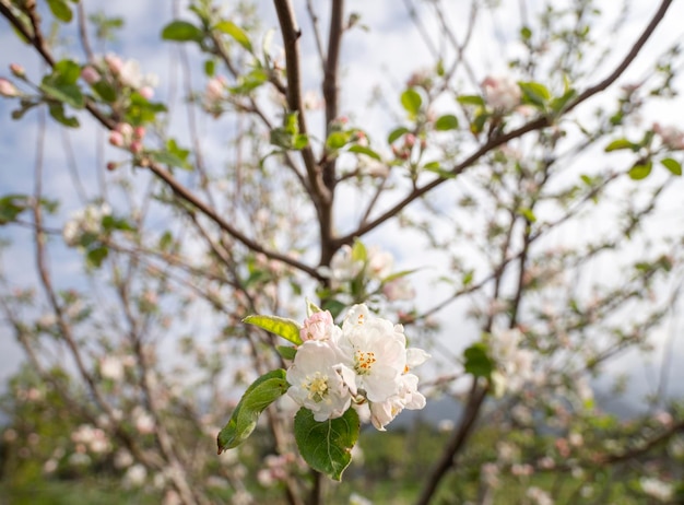 Fiori di melo Fuji al sole in primavera